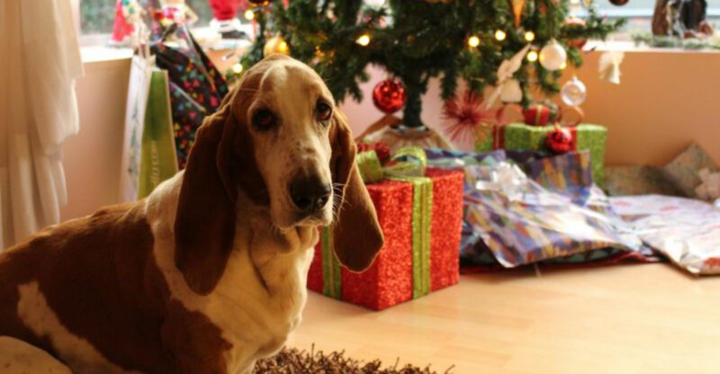 11 Dog Breeds That Take Longer to Process Novel Commands but Retain Them Longer