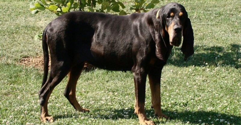 11 Dog Breeds That Treat Every New Smell Like Breaking News