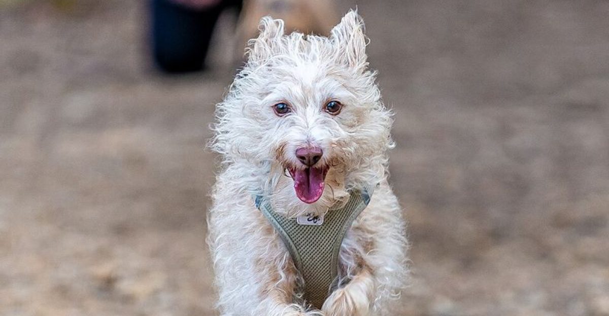 11 Dog Breeds That Turn Everyday Walks Into Full Blown Adventures