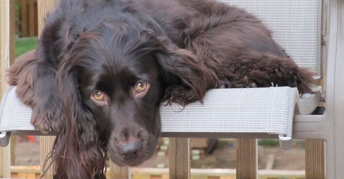 11 Dog Breeds That Watch You Cook Like Its a Live Show Use This to Fix Begging