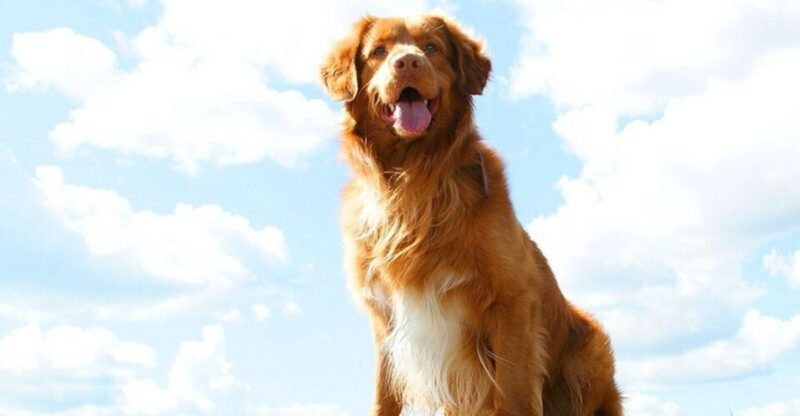 11 Dog Types That Were Named After Tiny Towns Most People Never Heard Of