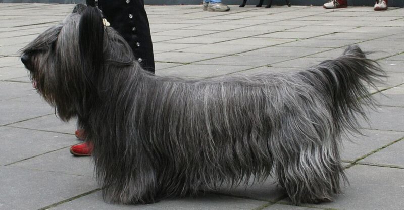 11 Overlooked Dog Breeds That Truly Deserve a Second Chance