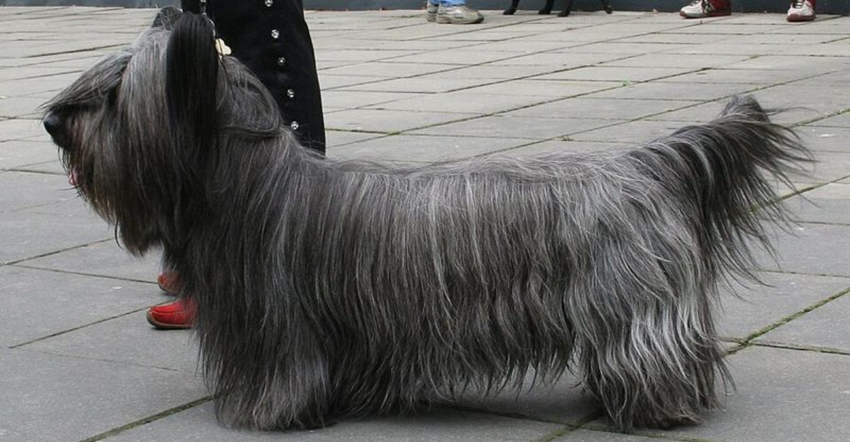 11 Overlooked Dog Breeds That Truly Deserve a Second Chance