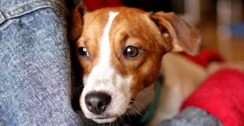 11 Reasons Your Dog Acts Perfect Outside but Turns Feral the Second You Get Home