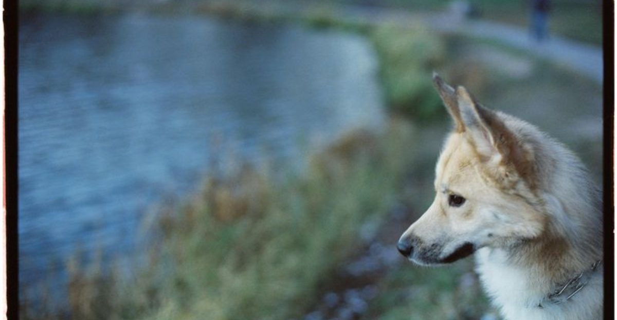 11 Watchdog Breeds That Protect Without Showing Aggression