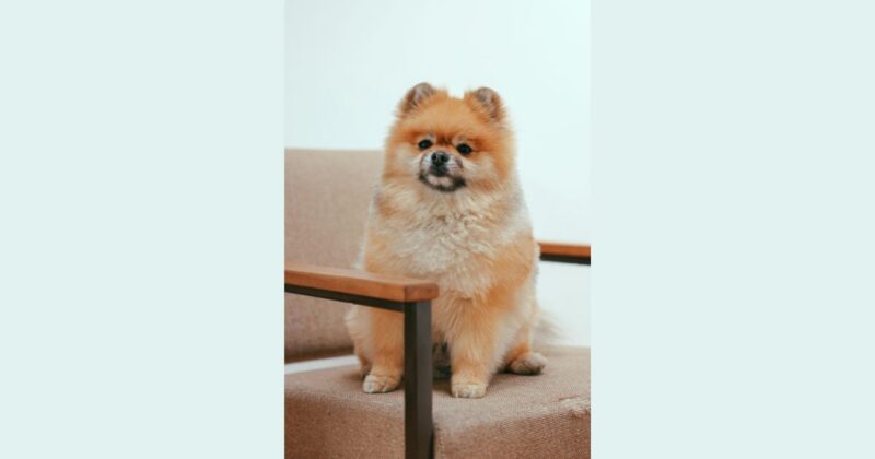 12 Best Small Apartment Dog Breeds That Dont Need a Big Yard dog news