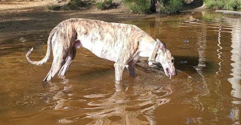 12 Breeds That Are More Sensitive to Touch Around the Neck and Shoulders What to Use Instead