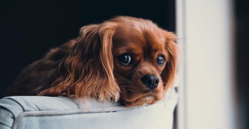 12 Clear Signs Your Dog Might Be Feeling Unhappy