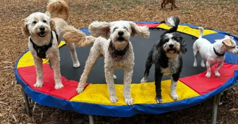 12 Common Everyday Mistakes That Can Accidentally Trigger Aggression in Dogs dog news