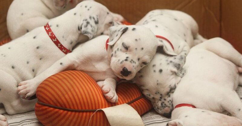 12 Dog Breeds Born Looking One Way but Changing Fast See What to Expect