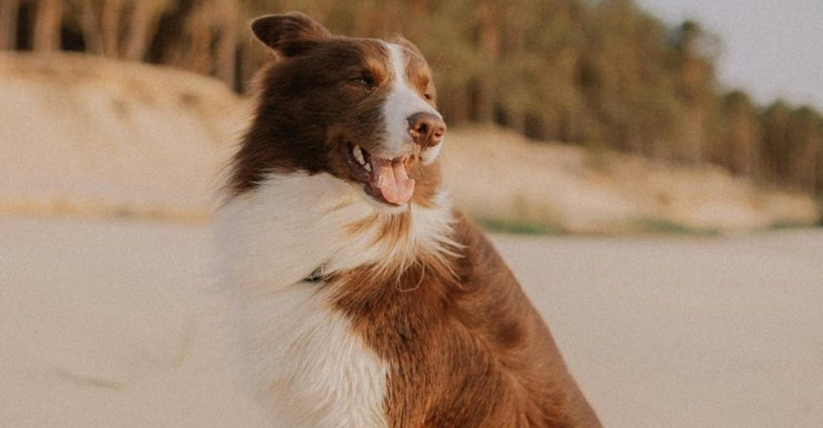 12 Dog Breeds Famous for Their Hands Paws Toes Dexterity Check Your Home for These Safety