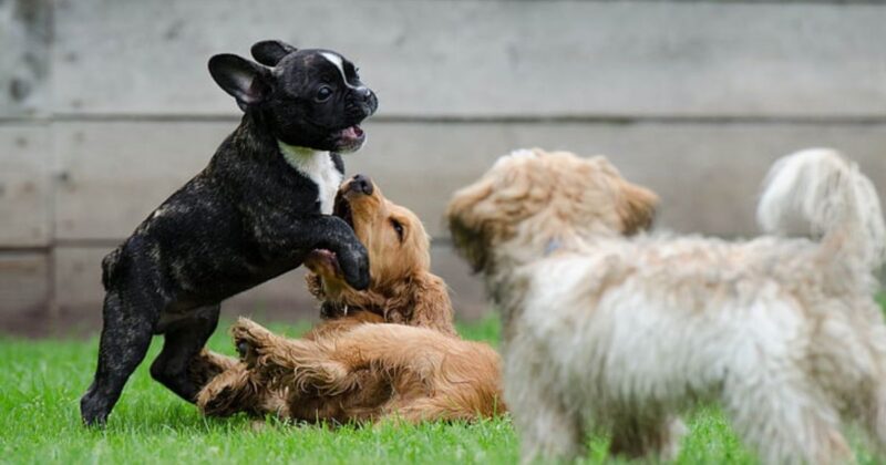 12 Dog Breeds Most Likely to Start a Game Without Being Asked 1