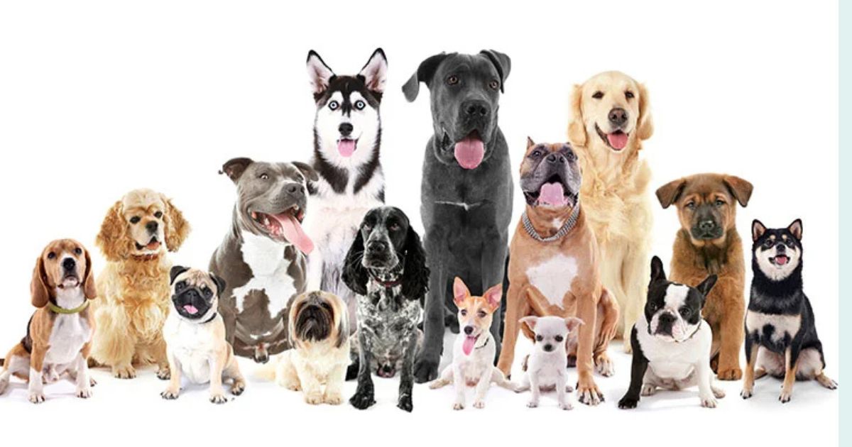 12 Dog Breeds People Choose When They Want a Stress Free Life at Home 1