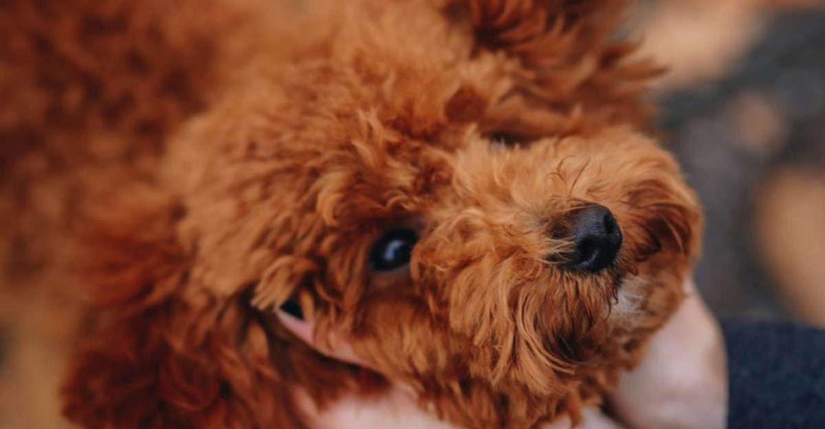 12 Dog Breeds That Act Like Theyre Allergic to Rain And Refuse the Backyard