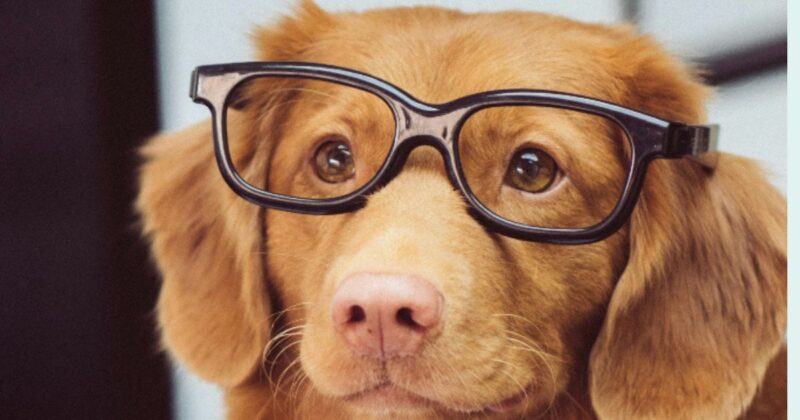 12 Dog Breeds That Are Surprisingly Good at Learning New Tricks Quickly