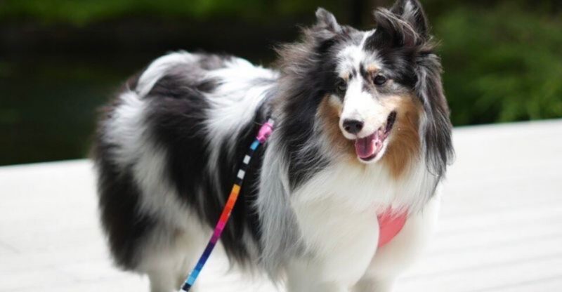 12 Dog Breeds That Are Surprisingly Sensitive to What You Feed Yourself Not Just Them