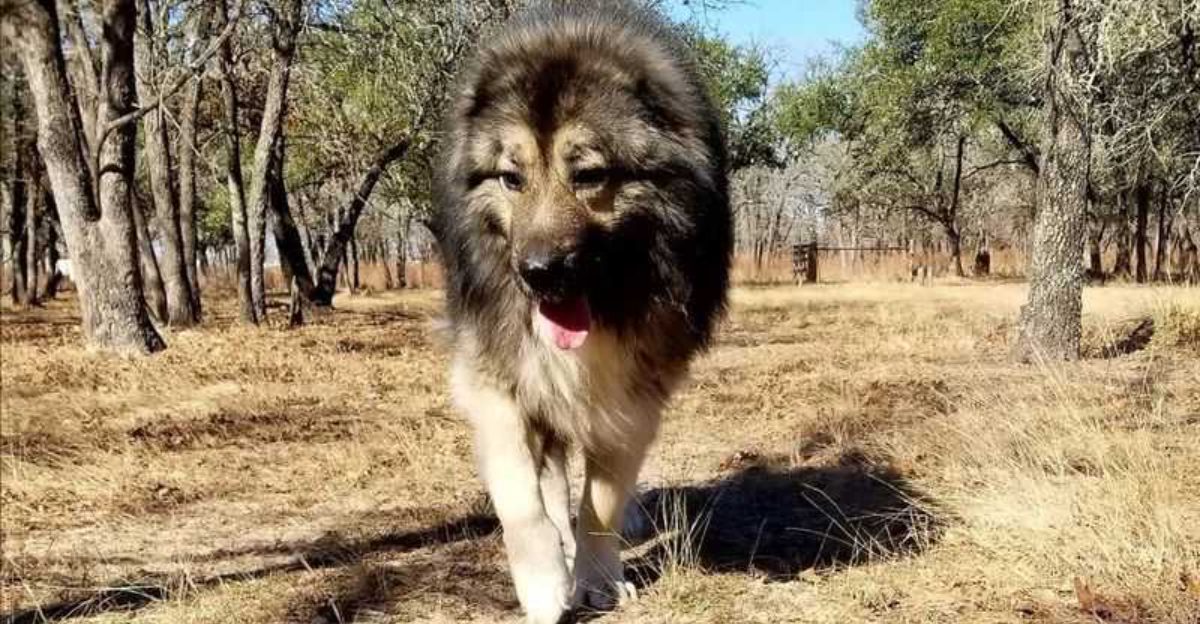 12 Dog Breeds That Can Be Picky About Other Dogs Common Patterns Owners Notice