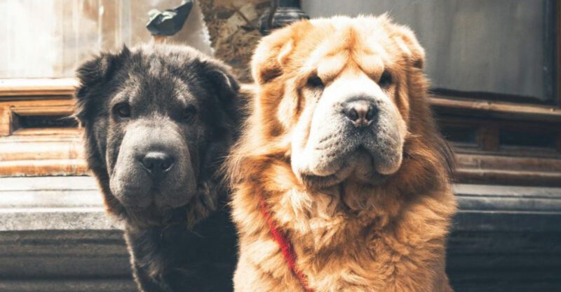 12 Dog Breeds That Can Be Sensitive to Handling Why Some Hate Hugs and Face Touching