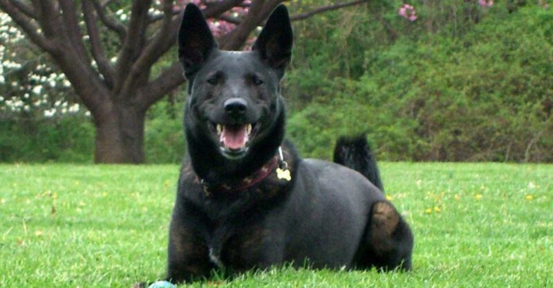 12 Dog Breeds That Can Go From Quiet to Loud Overnight Heres What Usually Triggers It