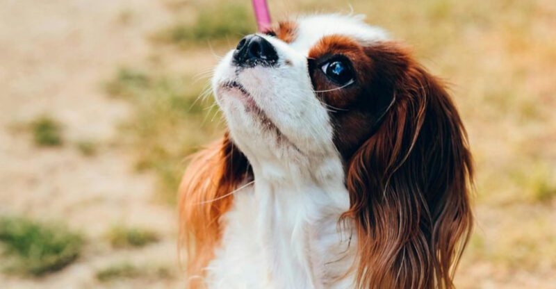 12 Dog Breeds That Change Their Eating Habits the Moment They Feel Your Stress