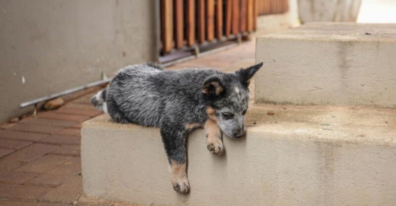 12 Dog Breeds That Do a Victory Lap After They Poop