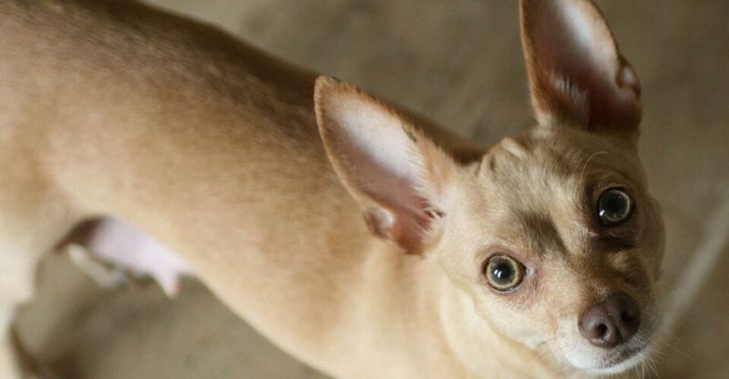 12 Dog Breeds That Get Jealous Easily And Arent Afraid to Show It