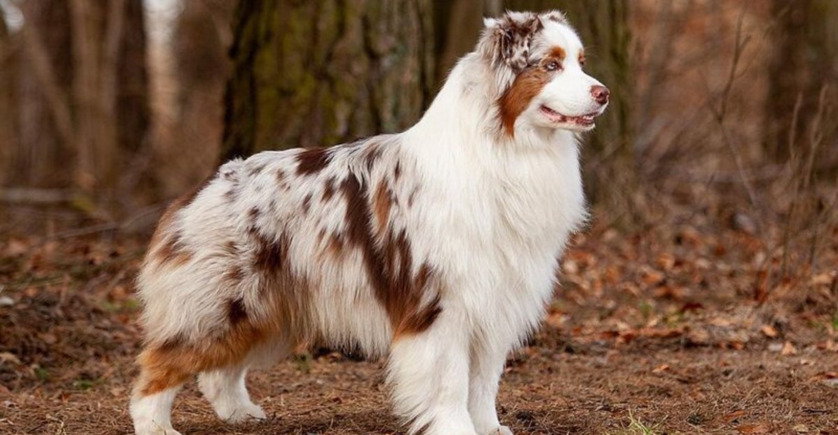 12 Dog Breeds That Hide Their Stress Until It Suddenly Boils Over