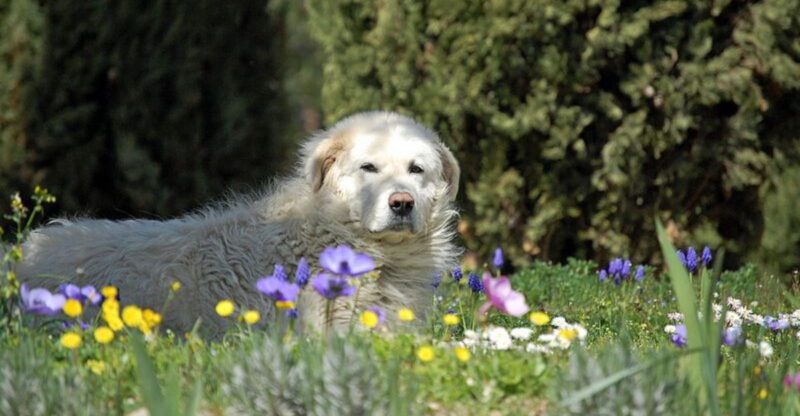 12 Dog Breeds That Need Decompression Walks More Than Playdates