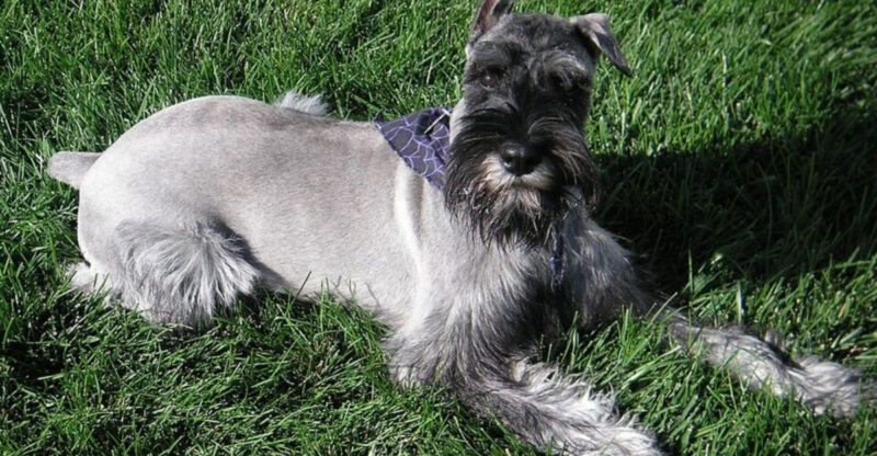 12 Dog Breeds That Need Fewer Commands but Clearer Boundaries