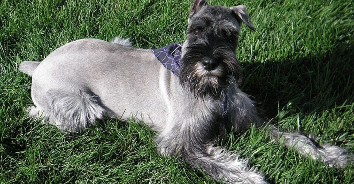 12 Dog Breeds That Need Fewer Commands but Clearer Boundaries