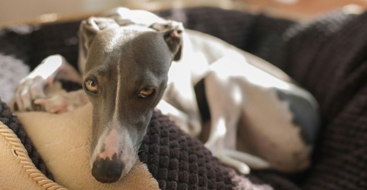 12 Dog Breeds That Notice Tiny Changes in Your Health Before You Do