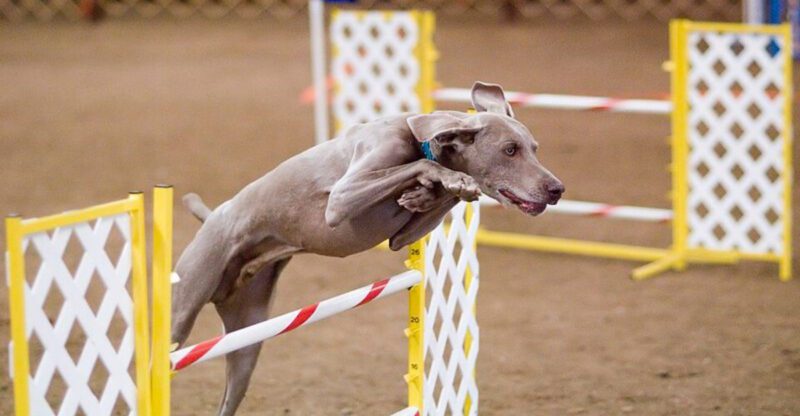 12 Dog Breeds That Often Pull Hard on Leash And Why Their Bodies and Drives Matter