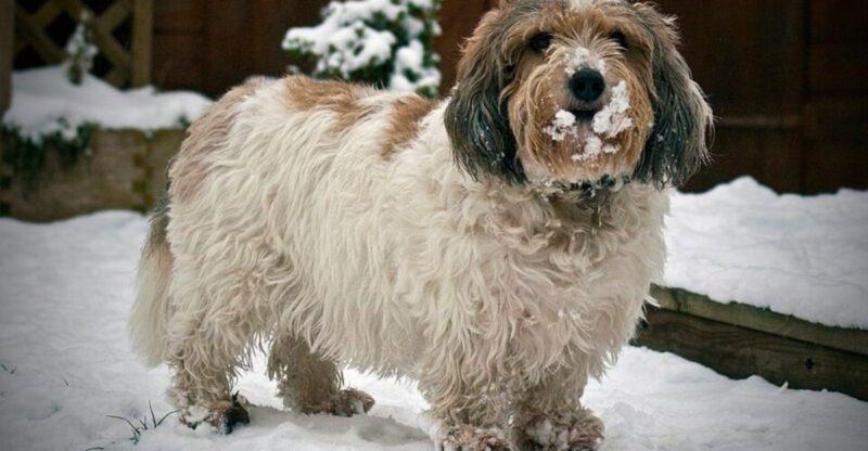 12 Dog Breeds That Often Pull Toward Smells The Leash Setup Trainers Prefer