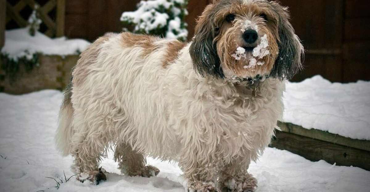 12 Dog Breeds That Often Pull Toward Smells The Leash Setup Trainers Prefer