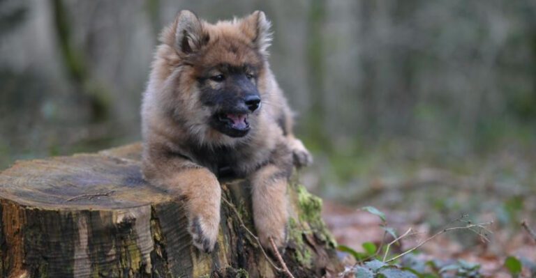 12 Dog Breeds That React Poorly to Rearranged Walking Gear – Harness vs Collar Matters dog news