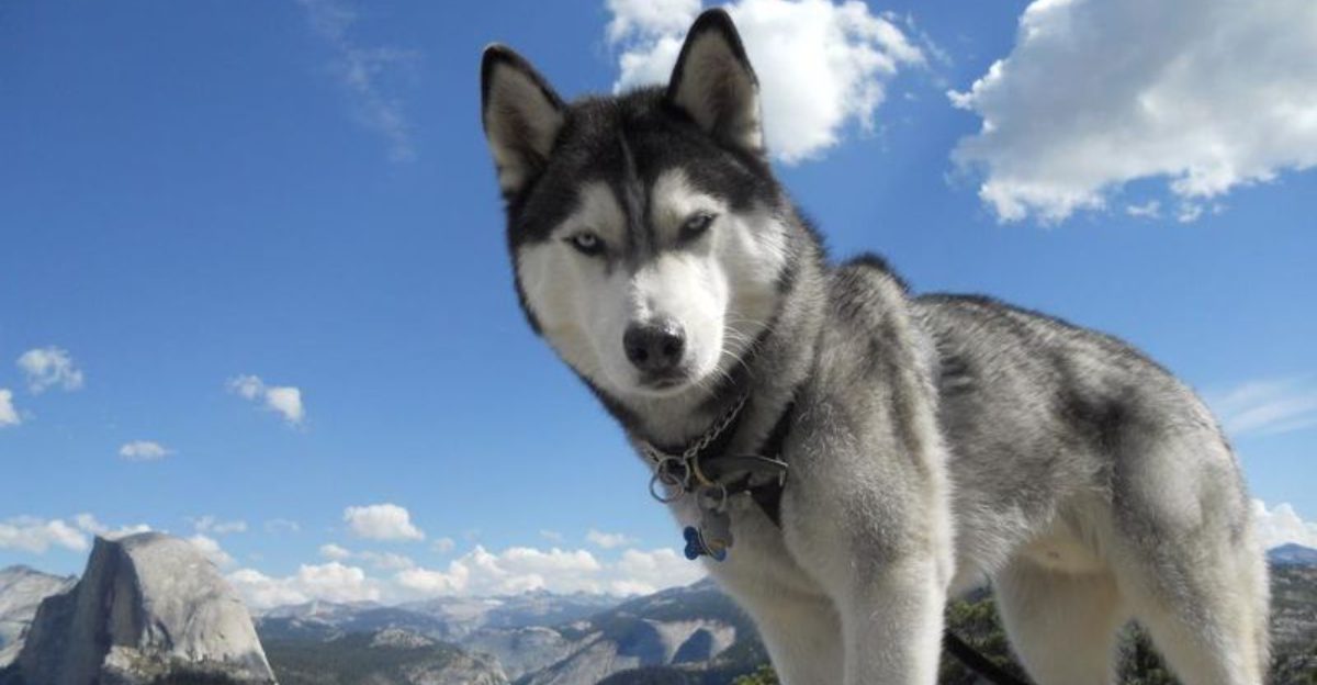 12 Dog Breeds That Save Their Wildest Zoomies for Late Night Energy Bursts