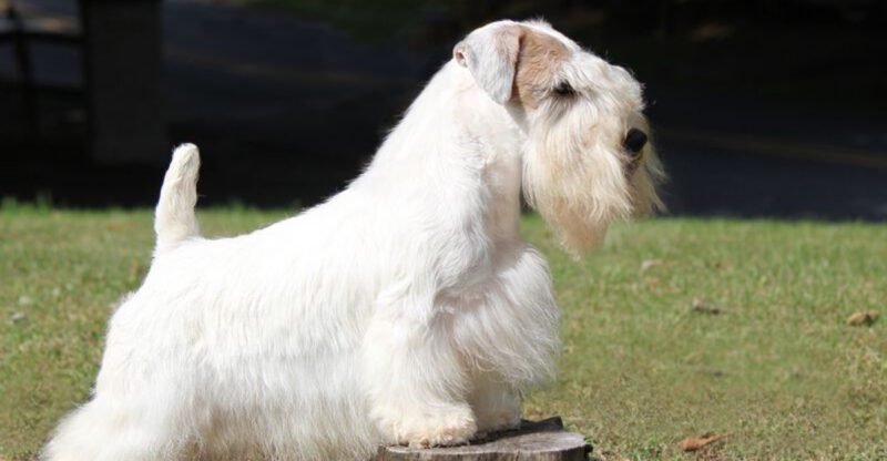 12 Dog Breeds That Show You Theyre in Pain in Ways Most People Miss