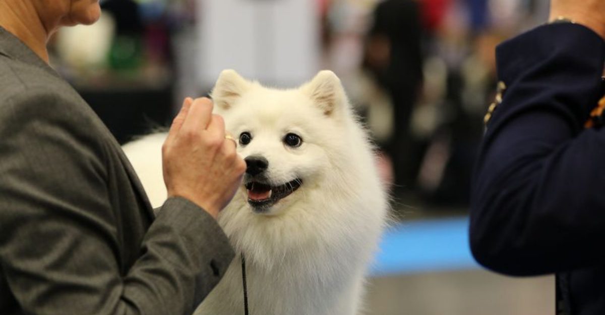 12 Dog Breeds That Tend To Freeze Instead Of Growl The Early Warning Signs People Miss