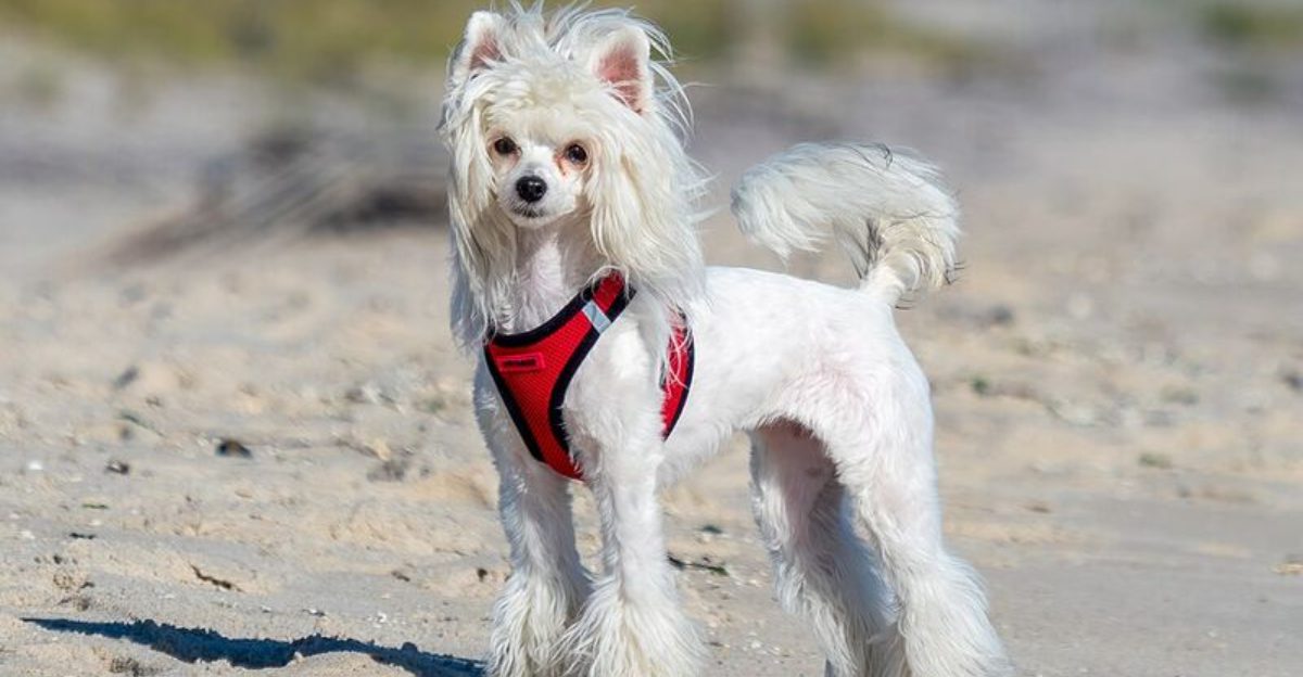 12 Dog Breeds That Treat Every Sunbeam Like Their Personal Recharge Station