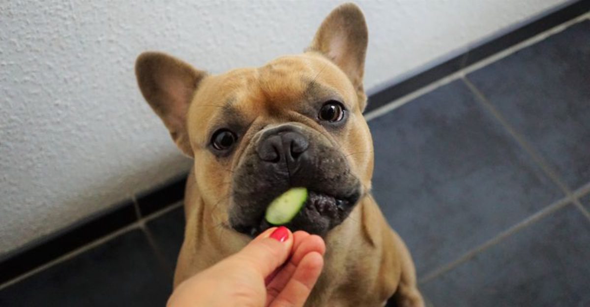 12 Healthy Dog Treat Options You Can Feel Good About Giving