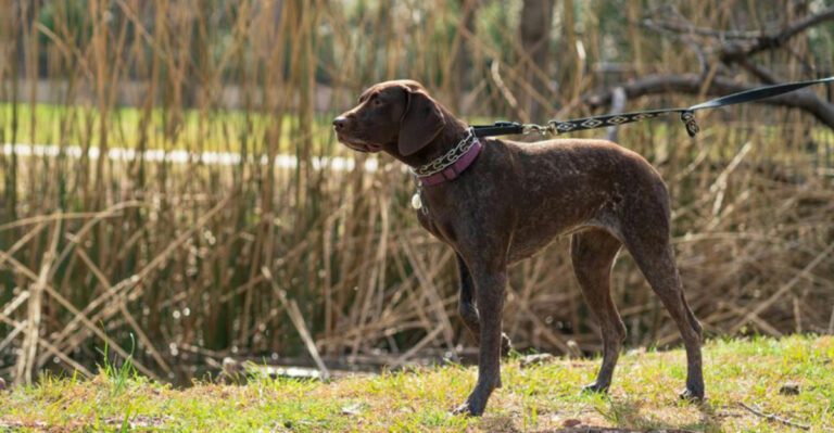 12 Highly Adaptable Dog Breeds That Thrive Almost Anywhere dog news