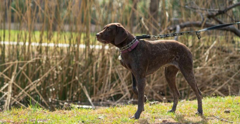 12 Highly Adaptable Dog Breeds That Thrive Almost Anywhere