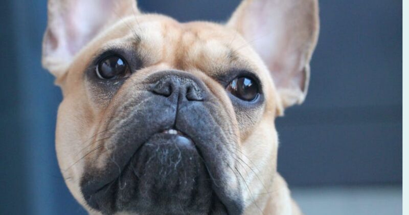 12 Quiet Dog Breeds That Rarely Bark in Apartments