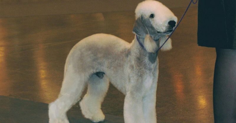 12 Terrier Breeds The Digging Chasing and Treasure Hunting Instincts They Cant Turn Off