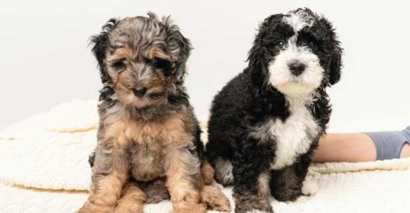 12 Unique Hybrid Dog Breeds Winning Hearts All Around the World