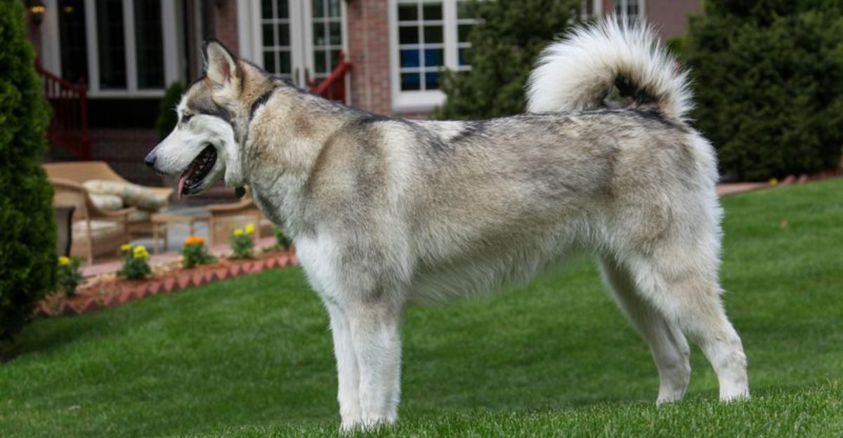 13 Ancient Breeds and the Instincts They Still Show Today