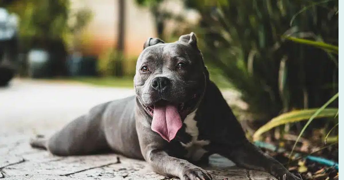 13 Best Medium Sized Dog Breeds for Small Homes