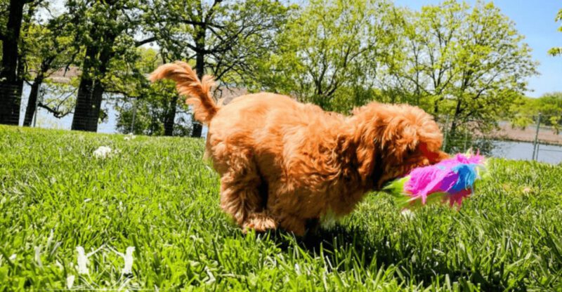 13 Dog Behaviors That Are Normal But Often Misread as Problems