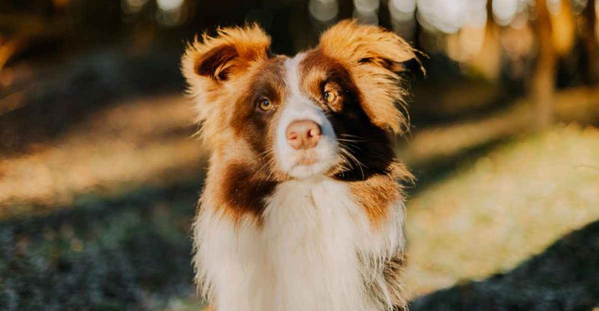 13 Dog Breeds Known for Strong Problem Solving Skills And How They Use Them at Home