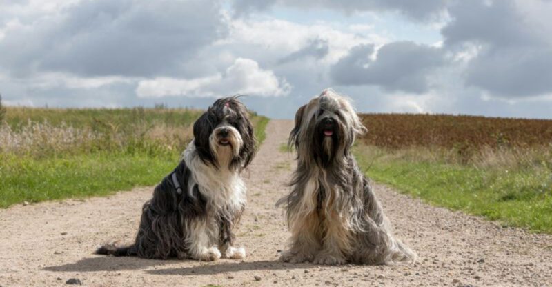 13 Dog Breeds That Act Like Theyre Part Cat And the Habits That Prove It